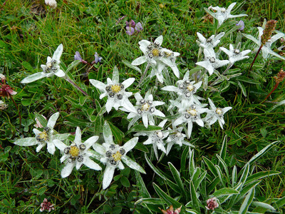 Un bouquet d'edelweiss (on met un s quand il y en a plusieurs ?)