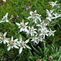 Un bouquet d'edelweiss (on met un s quand il y en a plusieurs ?)