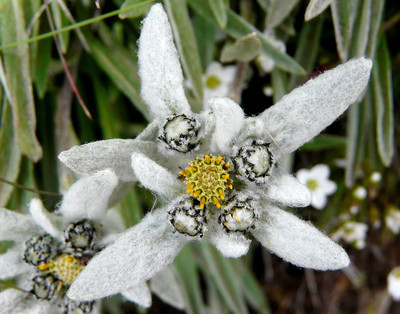Une première edelweiss