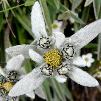 Une première edelweiss