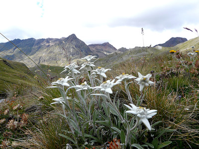 Le traditionnel bouquet d'edelweisss