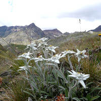Le traditionnel bouquet d'edelweisss