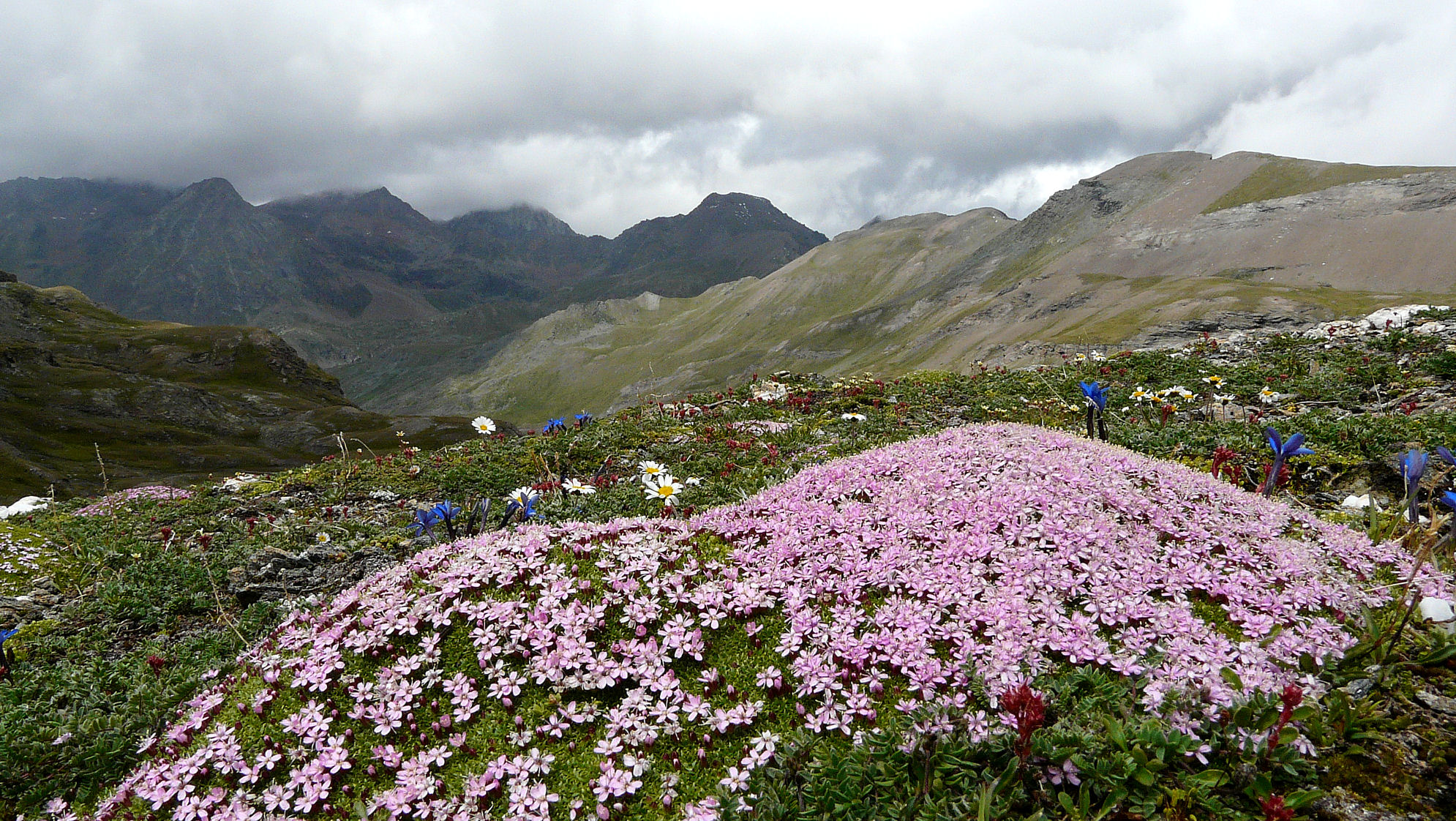 Une belle touffe de silène acaule