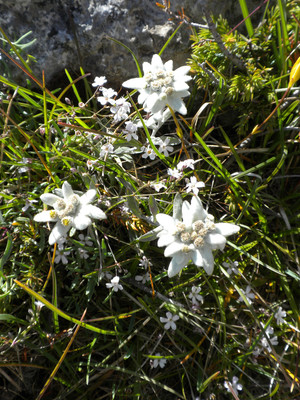 Edelweiss en abondance à la Pierre Avoi
