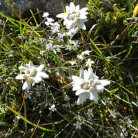 Edelweiss en abondance à la Pierre Avoi