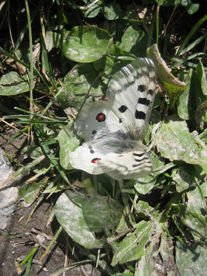 Papillon