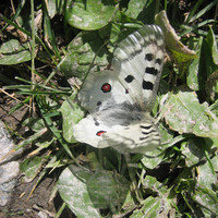 Papillon