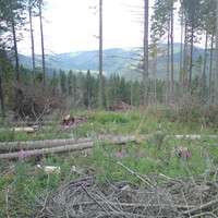 Vue sur le "cratère" et la vallée du Vârghiș - Vargyas