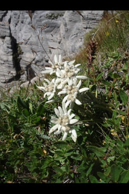 Edelweiss