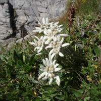 Edelweiss