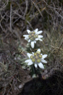 Edelweiss