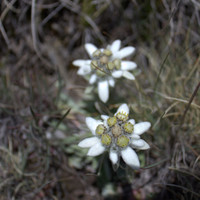 Edelweiss