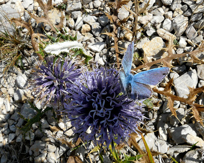 Les papillons bleus se posent sur des fleurs bleus