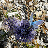 Les papillons bleus se posent sur des fleurs bleus