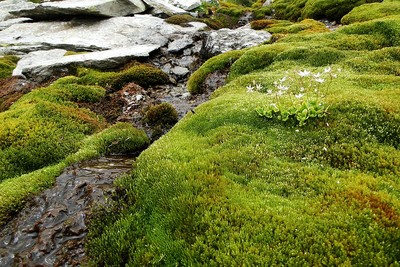Saxifrage