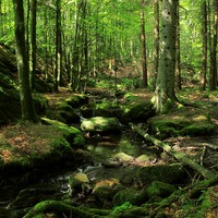 Et au milieu coule une rivière