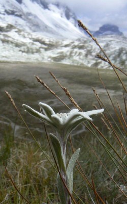 Etoile des Neiges en Vanoise 