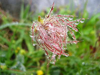 Fleur en Vanoise