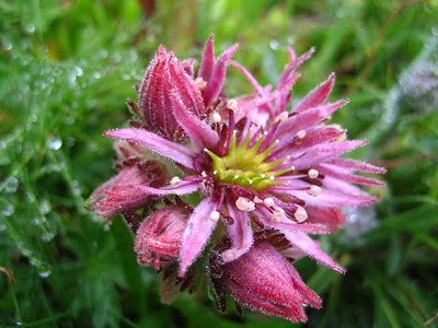 Une autre fleur en Vanoise