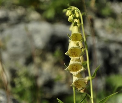 Digitalis lutea