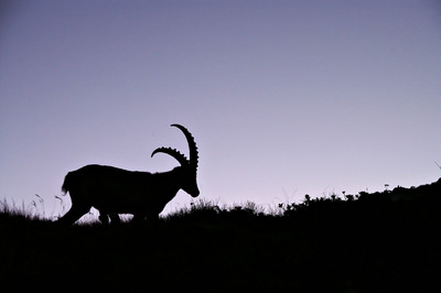 Bouquetin au crépuscule