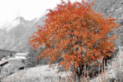 Automne Automne