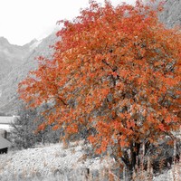 Automne