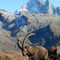La Verte et les Drus