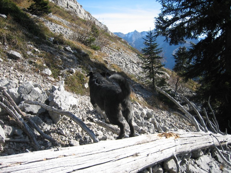Notre compagnon du jour tel le chamois bondissant
