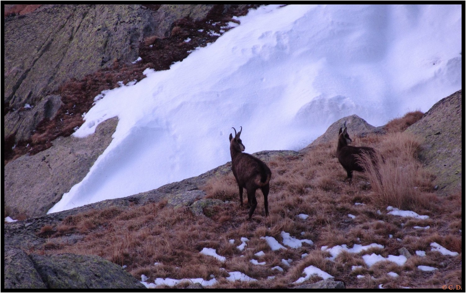 chamois matinaux