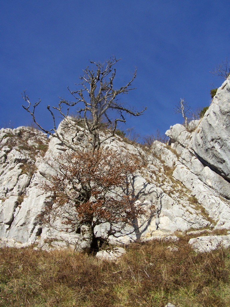 Le haut du coulir en arrivant sur l'arête, l'abre "mort"