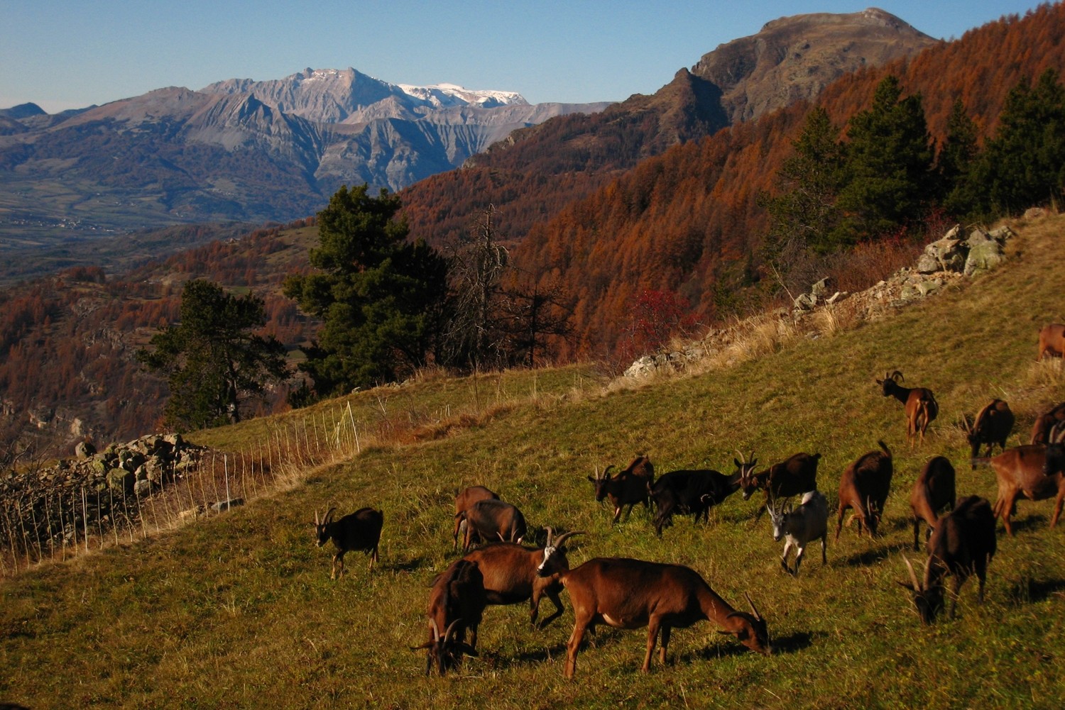 Chèvres du Champsaur