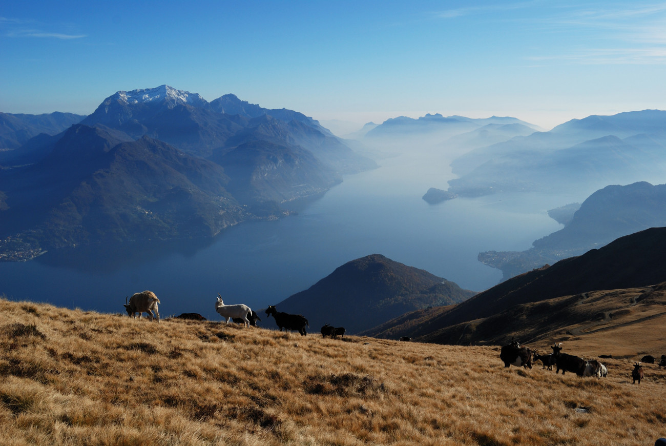 Capre sul dossone del Bregagnino, con vista sul Lario