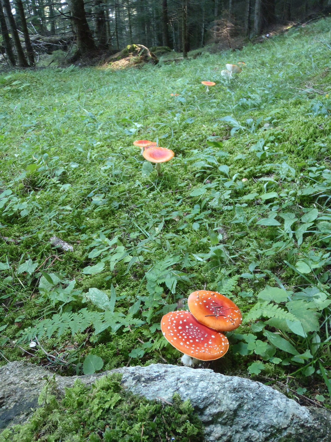 quelques baie des bois pour le picnic