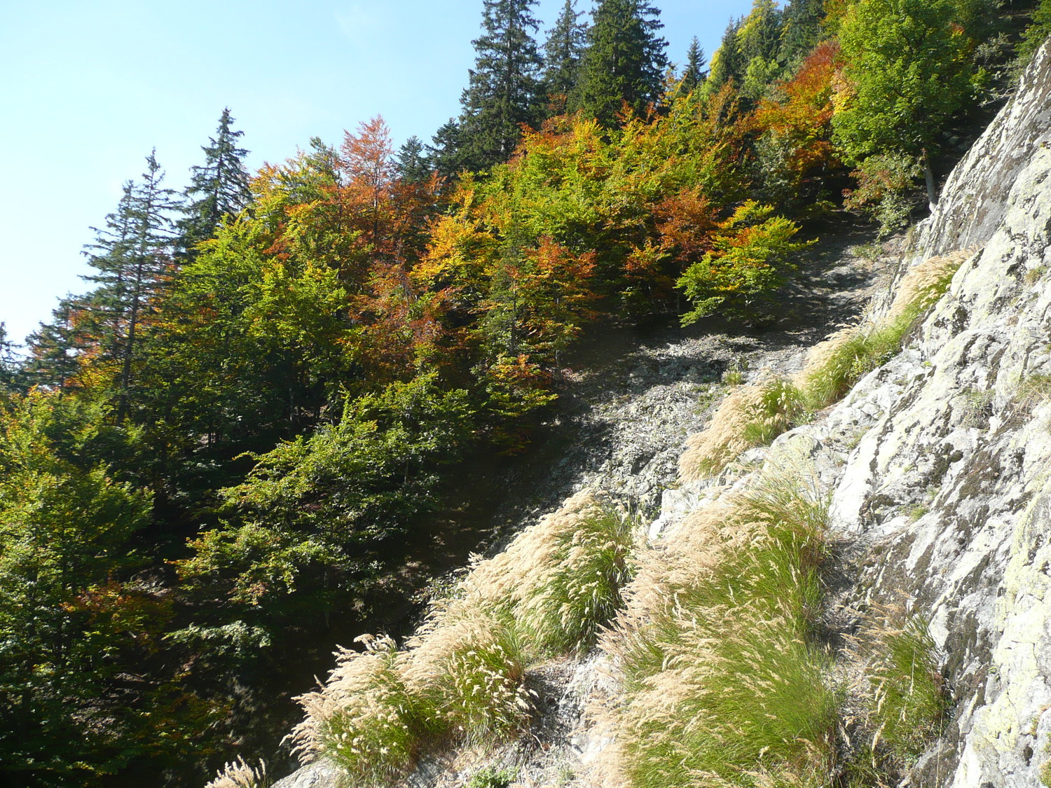 paysage d'automne