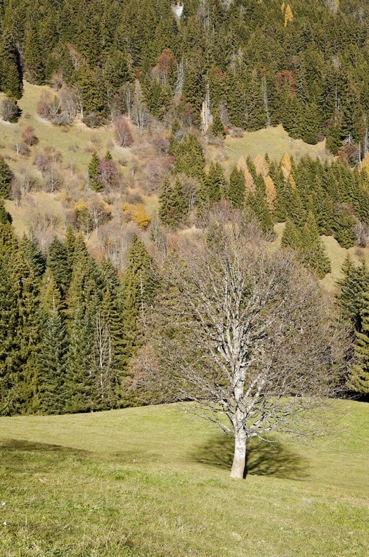 L'automne vers les Noyers