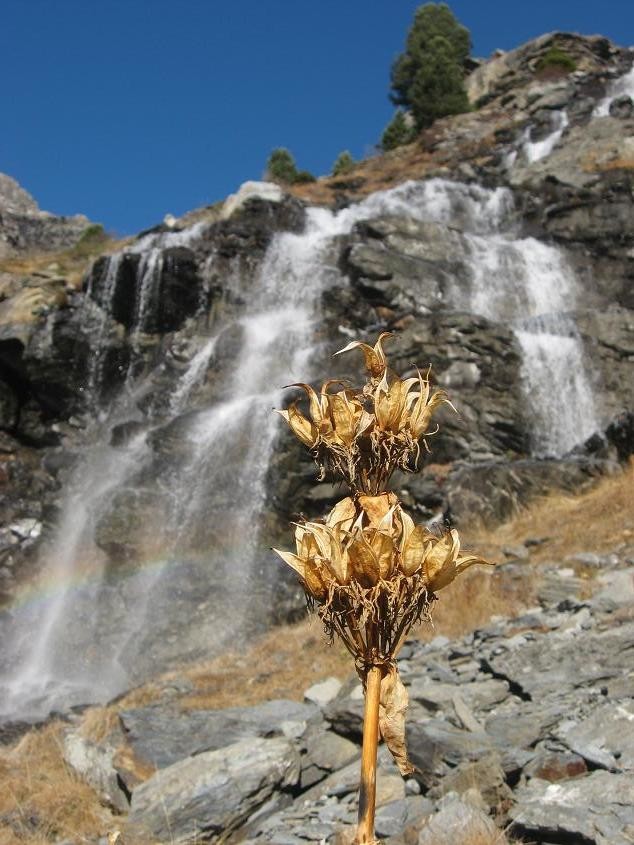 Fleur séchée sur fond de cascade