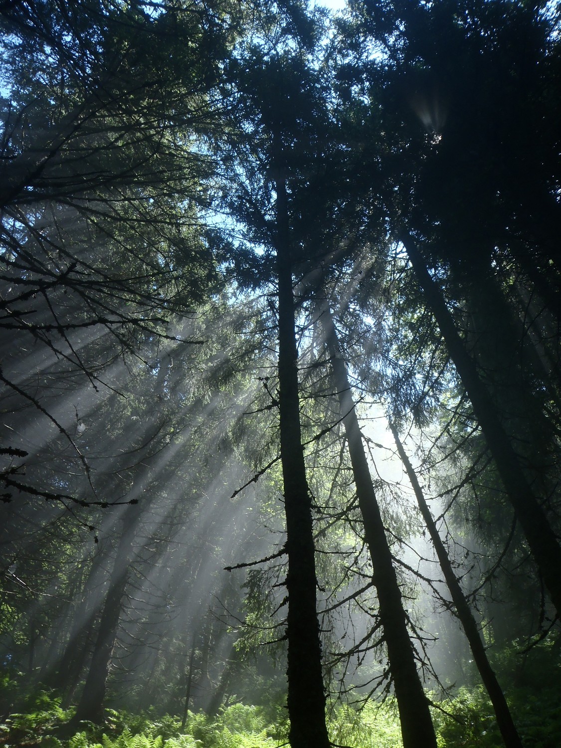 foret en dessus des avants