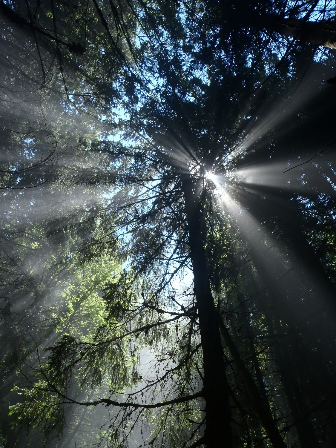 foret en dessus des avants 2