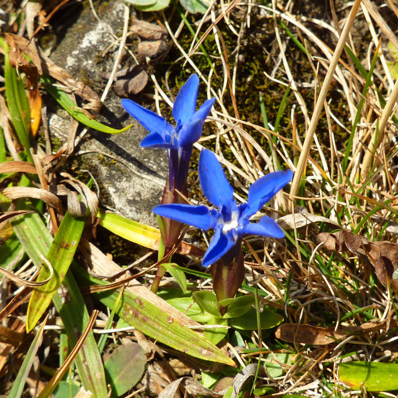 Gentiane de novembre