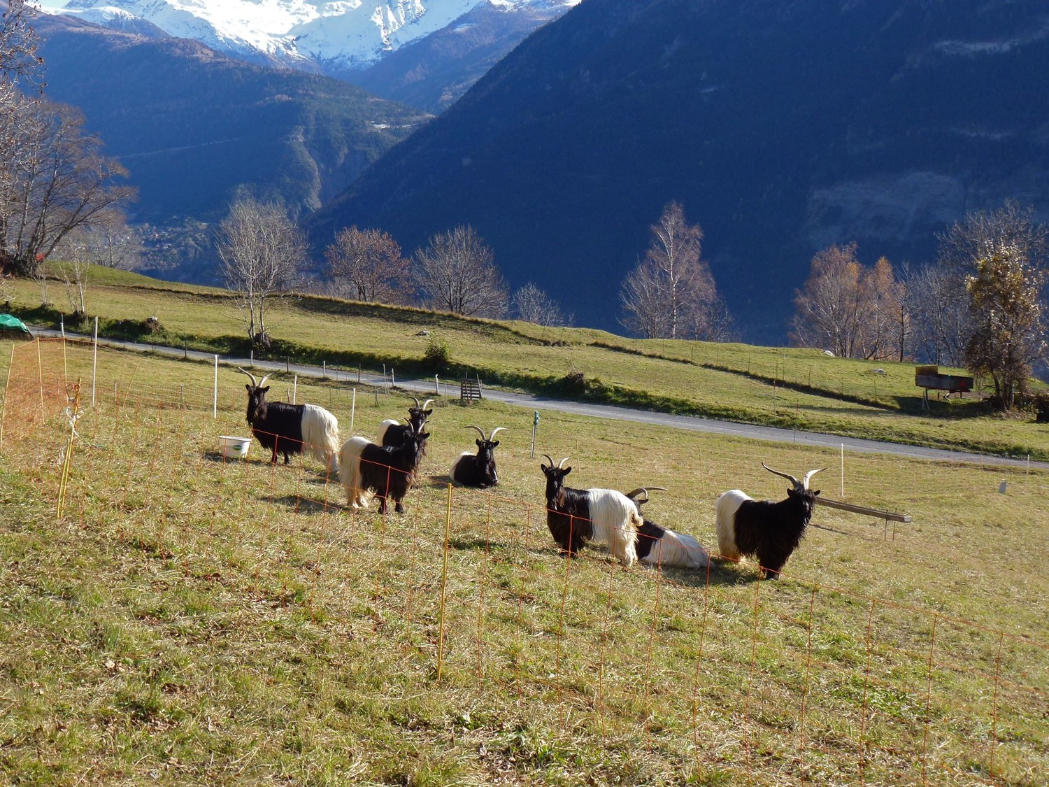 Chèvres valaisannes à col noir.