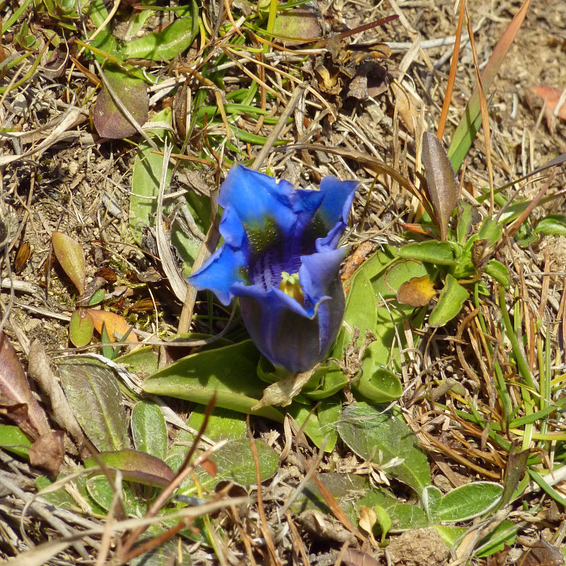 Gentiane de novembre