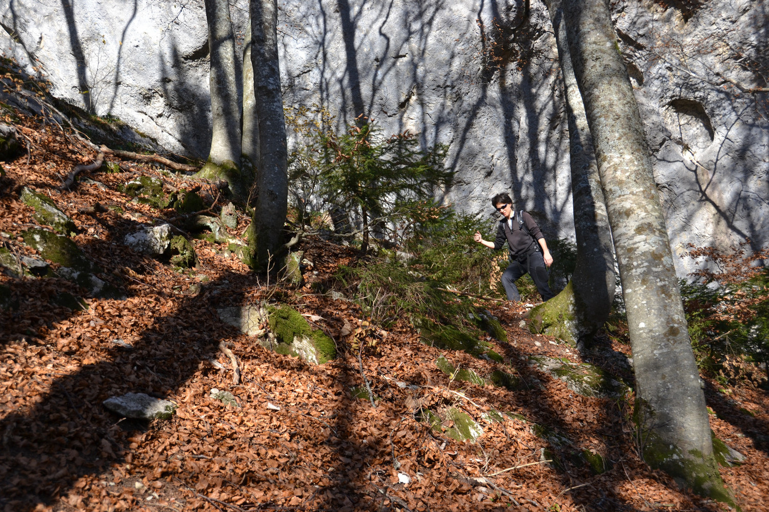 Approche dans la foret..