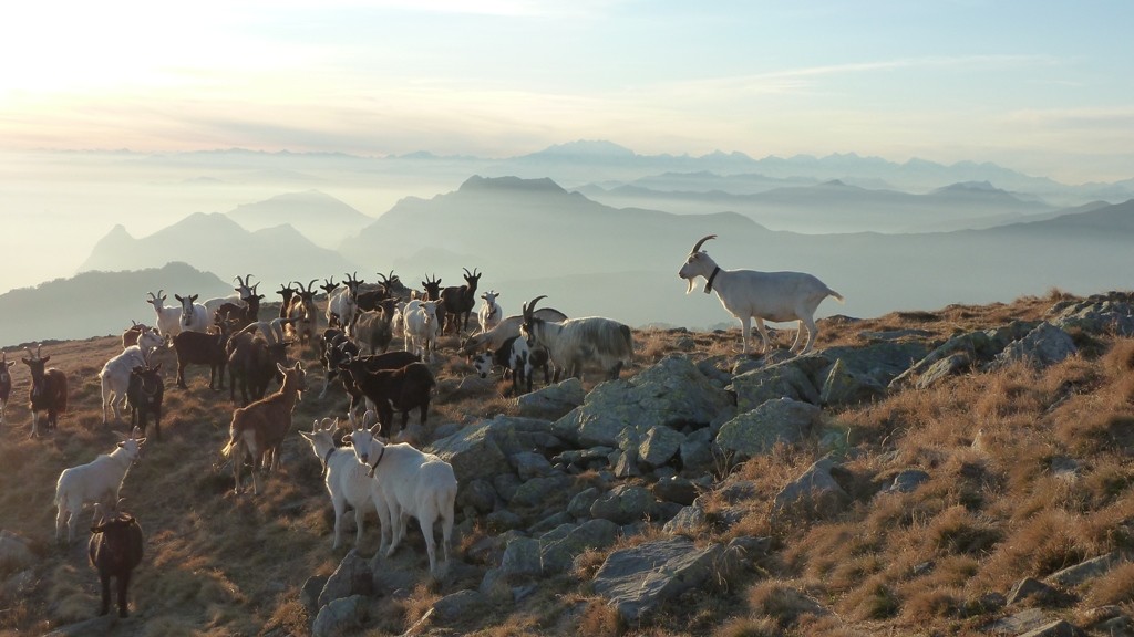 le Alpi