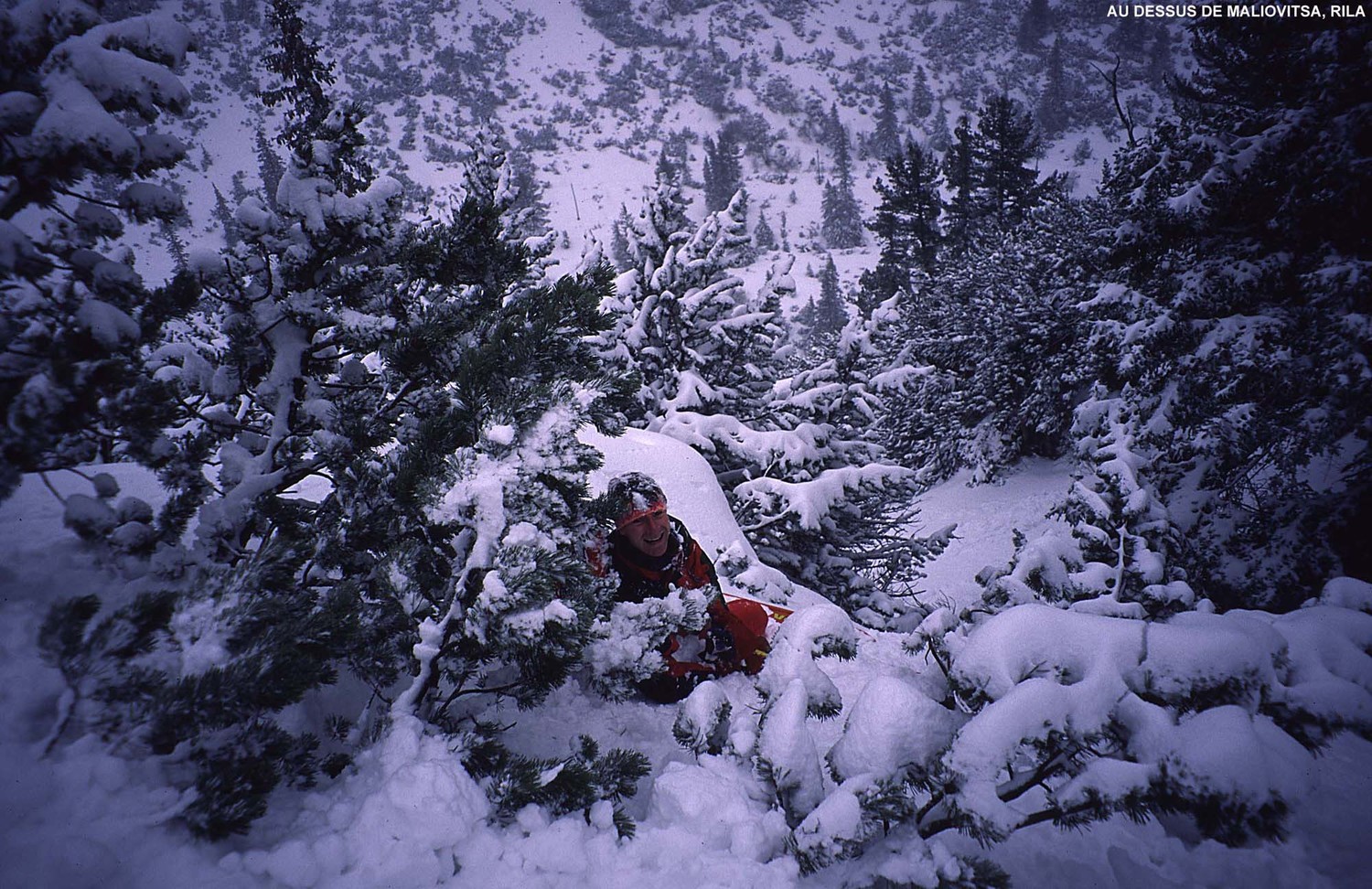 Forêt dans le massif de Rila
