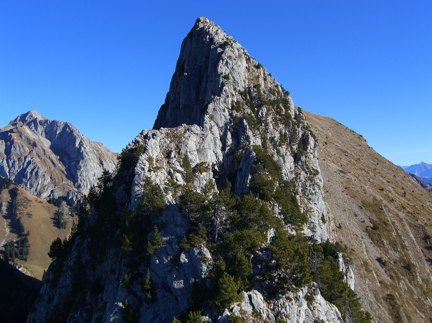Mont Chauffé - du pin sur la tranche