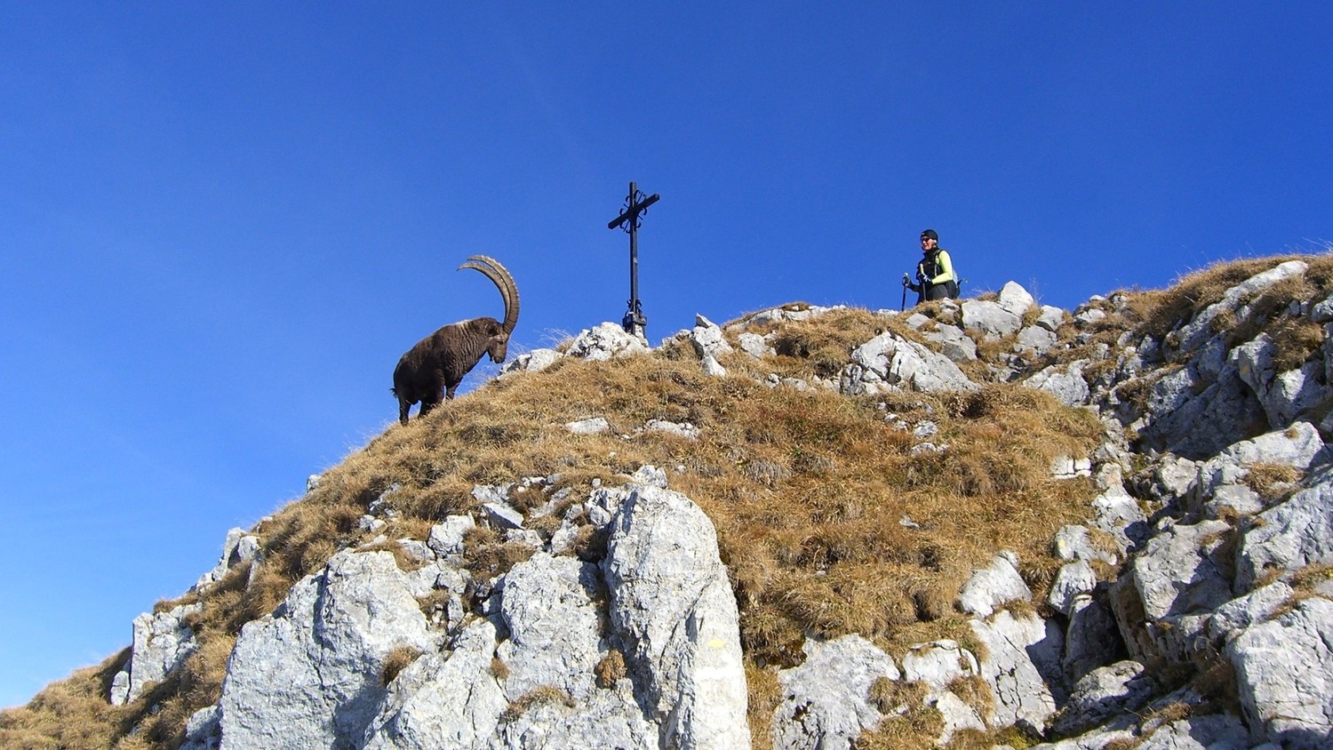 Dent d'Oche - Oche cours, une bête chauvage!