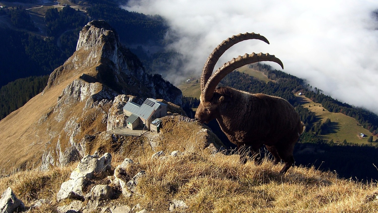 Dent d'Oche - chemin encombré d'un refuge et d'un bouquetin