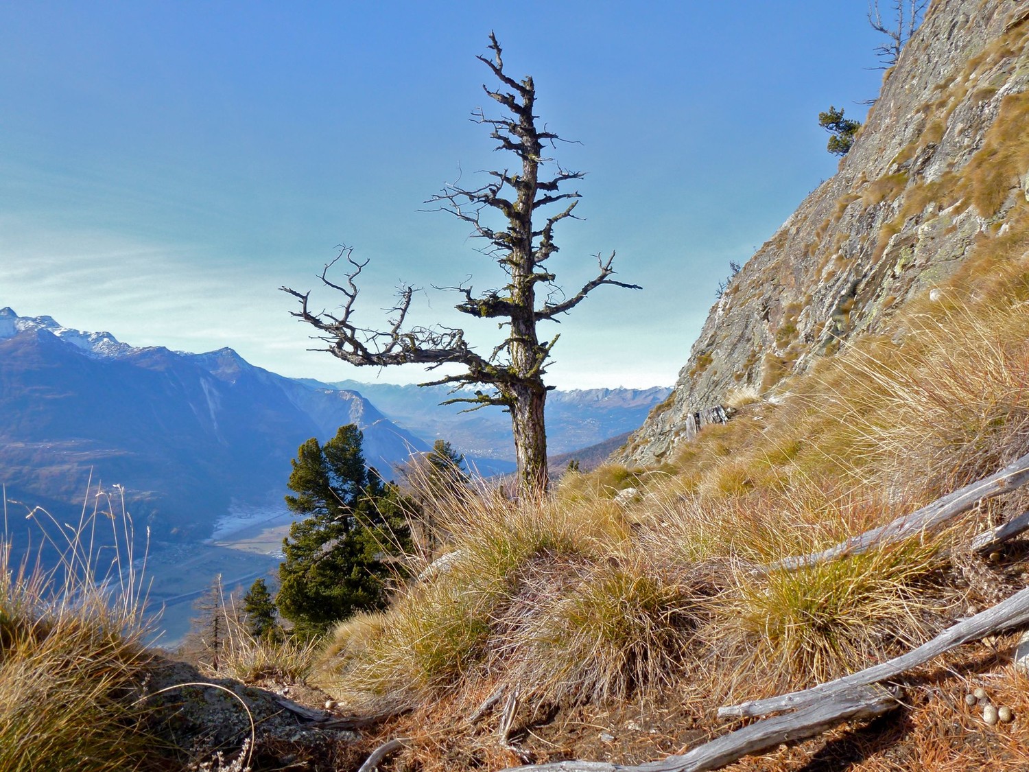 Chistehorn