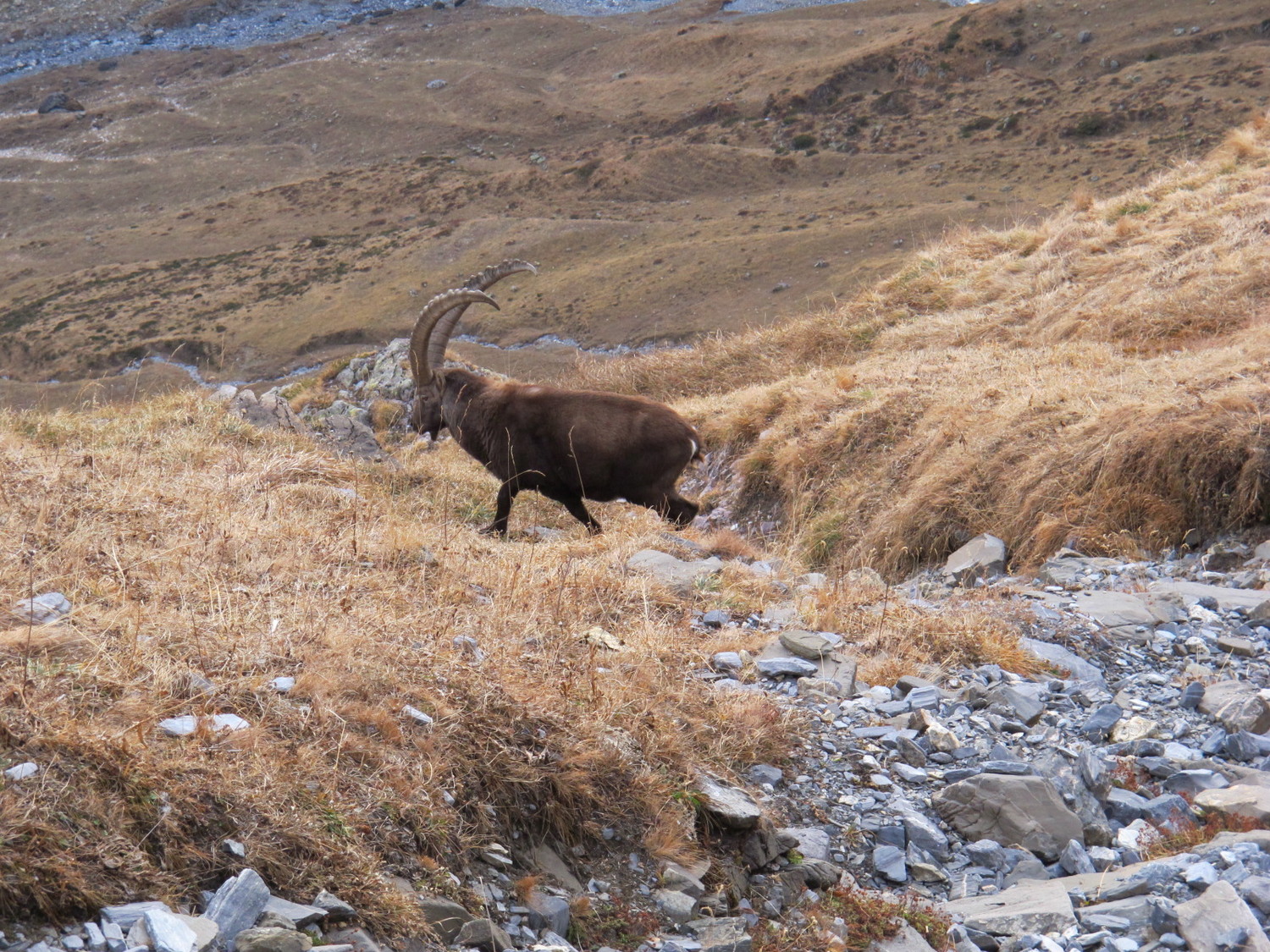 un habitant des lieux